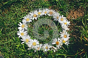 Circle of daisies in the sun rays.