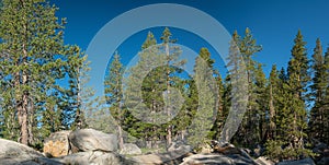 Circle of Evergreen Trees Donner Summit