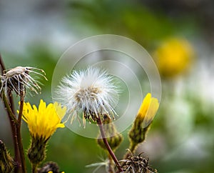 The circle of a flower in 1 picture