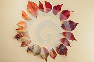Circle frame with Autumn Season Leaves. Autumn concept and background. Copy space for text