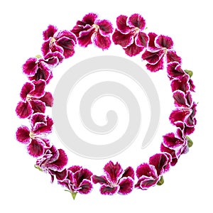 Kreis rahmen aus blühen samt lila Geranien blume ist ein Luft 