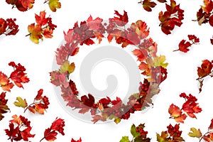 Circle frame of red autumnal leaves and berries viburnum  Viburnum opulus  on a white background with space for text. Top view,