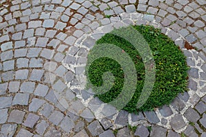A circle of green grass in a paving stone.