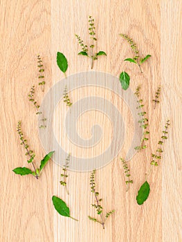 The circle of holy basil leaf and flower on wooden.