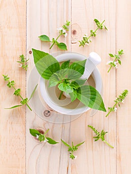 The circle of lemon basil( hairy basil ) leaf and flower on woo