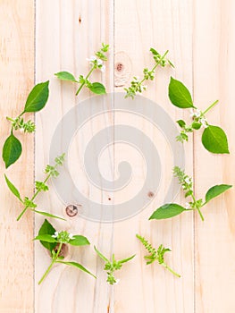 The circle of lemon basil( hairy basil ) leaf and flower on woo