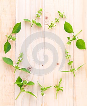 The circle of lemon basil( hairy basil ) leaf and flower on woo