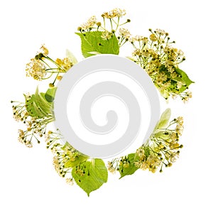 Circle from Linden flowers Tilia cordata