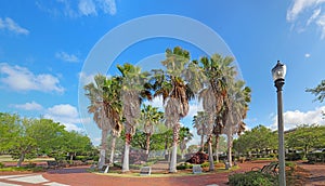 Circle of palm trees on the Beaufort, South Carolina waterfront