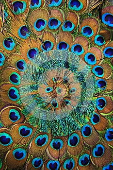 Circle of Peacock feathers