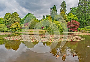 A circle of red water lilies on the colourful lake reflections with three ducks in the foreground