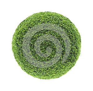 Circle shape clipped topiary bush isolated on white background for formal Japanese and English style artistic design garden