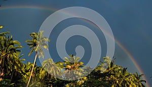 Circle spectrum Rainbow on the blue sky after rain over the Palm Trees Tropical