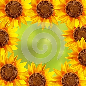 A circle of sunflowers with a blurred background