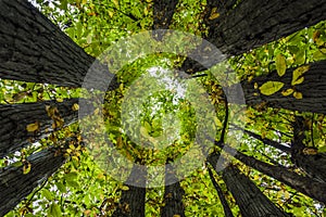 Circle of sweet chestnut trees