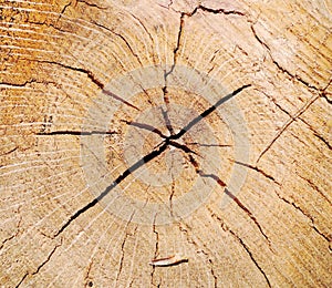 Circle tree texture