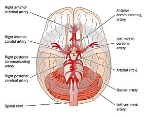 The Circle of Willis photo