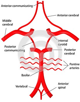 Circle of Willis