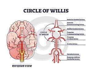 Circle of willis circulatory anastomosis with blood in brain outline diagram photo
