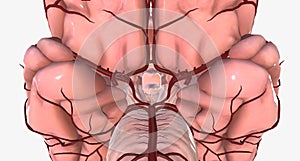 The circle of Willis is the circulatory anastomosis that supplies blood to the brain