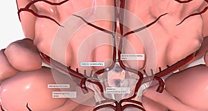 The circle of Willis is the circulatory anastomosis that supplies blood to the brain photo