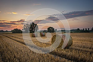 Circles of hay in the field after haymaking