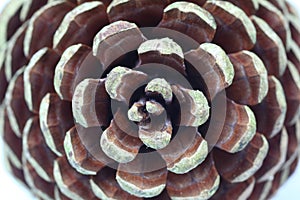 Pine cone structure