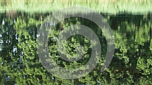 Circles on the water at the forest lake