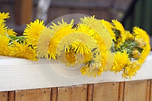 Circlet of dandelions