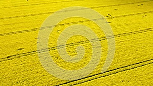 Circling drone shot of a beautiful yellow rape field in summer