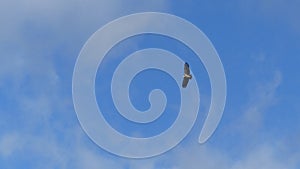 circling eagle photographed against the sky