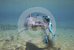 Circling Shark photo