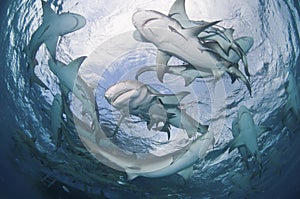 Circling sharks photo