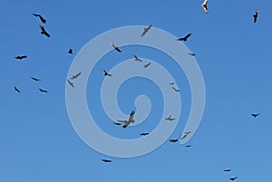 Circling Vultures