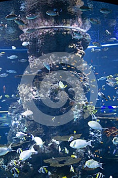 Circular Aquarium - The Marine Life Park, Sentosa, Singapore