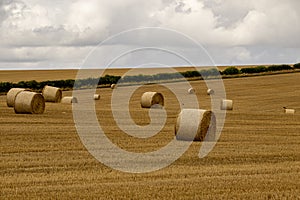 Circular bales of hay in a Dorset field, UK.