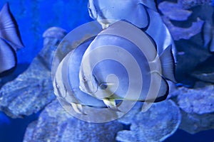 Circular batfish Platax orbicularis in water sea photo