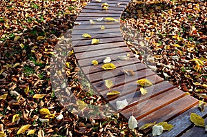 Circular bench in the shape of an arch with wood paneling with brown wooden planks. Yellow leaves lie on a seating area in an autu