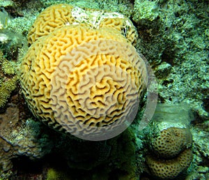 Circular brain coral