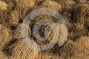 Circular Branches of Brown Tumbleweeds