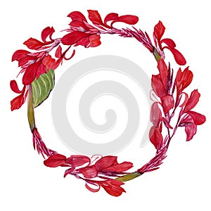 Circular composition with watercolor illustrations of canna lily flower on white background. Illustration of a tropical flower