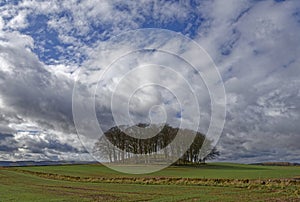 A circular copse of trees on a Tumulus set amongst the farmland on the edge of the Strathmore Valley