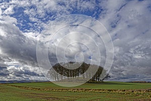 A circular copse of trees on a Tumulus set amongst the farmland on the edge of the Strathmore Valley photo