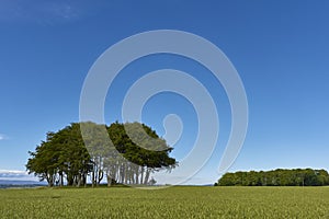 A circular Copse of Trees within a Wheat Field on the slight hills above the Strathmore Valley in Angus.