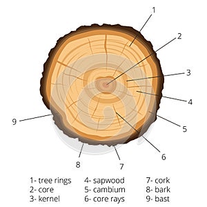 Circular cross-section of a tree with annual rings with signed pieces of wood. Vector illustration photo