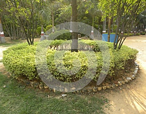 Circular decoration made by Golden dewdrop plant in garden