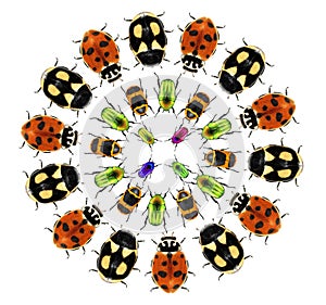 Circular design with flower chafers ladybugs beetles