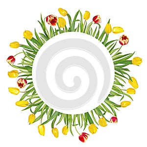 Circular floral frame made of beautiful red and yellow tulips on long stems with green leaves. Isolated on white background.