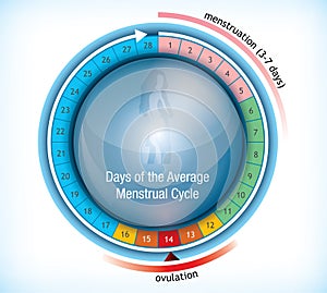 Circular flow chart showing days of menstruation photo