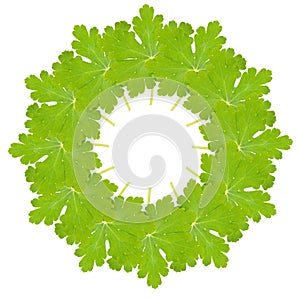 Circular leaf montage